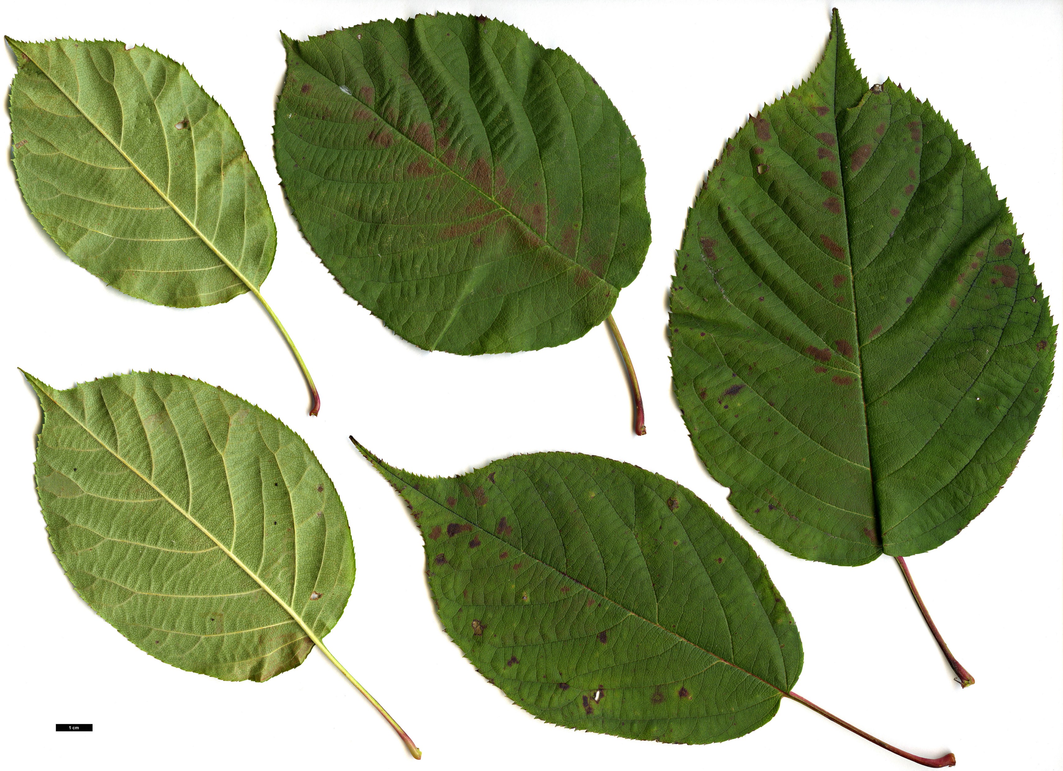 High resolution image: Family: Rosaceae - Genus: Malus - Taxon: prattii